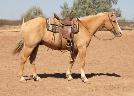 HorseID: 2283108 RENO - PhotoID: 1058702