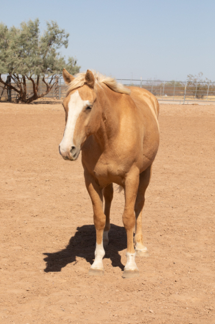 HorseID: 2283108 RENO - PhotoID: 1058703