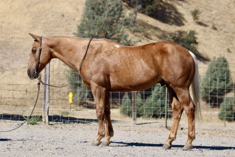 HorseID: 2283113 Buttercup LHR - PhotoID: 1058798