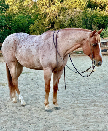 HorseID: 2283114 Raisin CR - PhotoID: 1058832