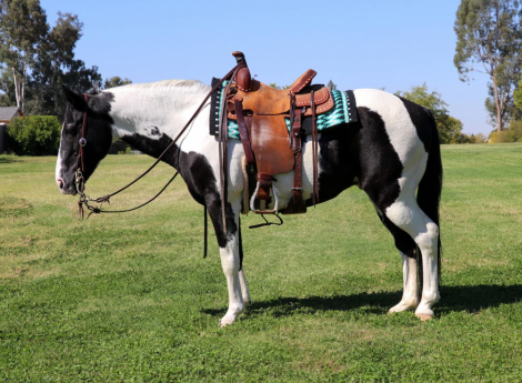 HorseID: 2283118 Domino KW - PhotoID: 1058805