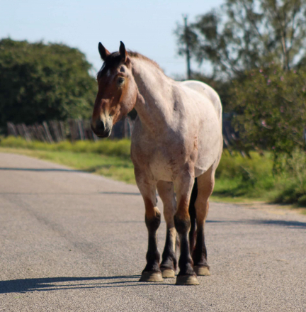 HorseID: 2283128 Bojangles M$ - PhotoID: 1058790