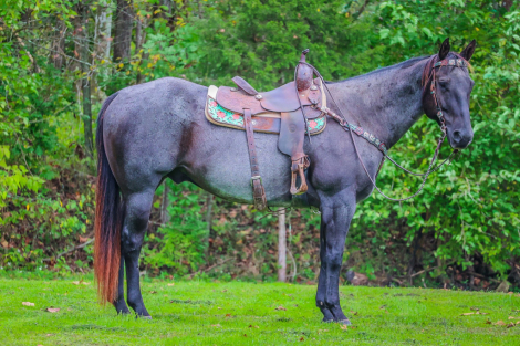 HorseID: 2283130 Blue Bama Cannon - PhotoID: 1058786