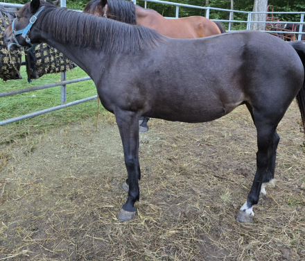 HorseID: 2283131 Newbigging Stapleford Electra - PhotoID: 1058715