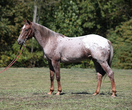 HorseID: 2283138 Apache L13 - PhotoID: 1058776