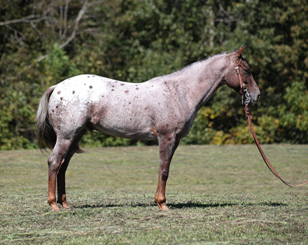 HorseID: 2283138 Apache L13 - PhotoID: 1058777