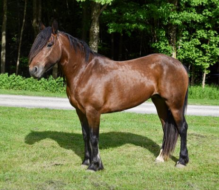 HorseID: 2283183 Mercedes - PhotoID: 1058744