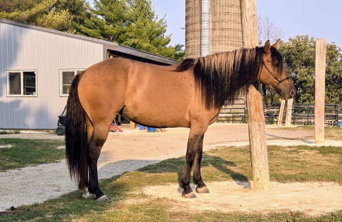 HorseID: 2283187 Willow - PhotoID: 1058755