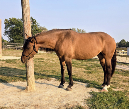 HorseID: 2283187 Willow - PhotoID: 1058756