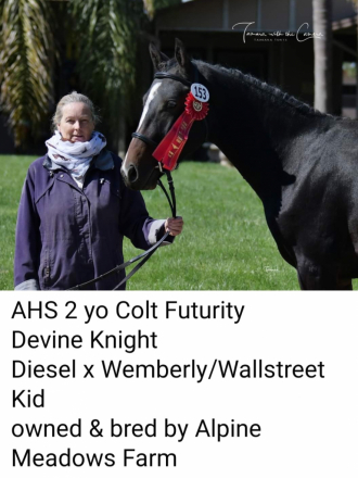 HorseID: 2283192 Divine Knight - PhotoID: 1059351