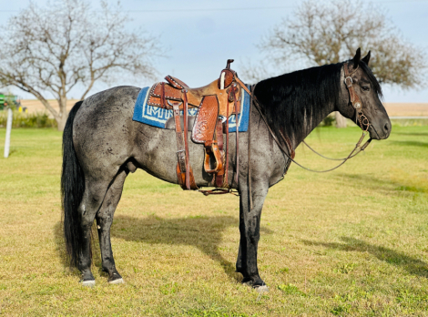 HorseID: 2283206 “PEPPYS BLUE HAZE” - PhotoID: 1058767