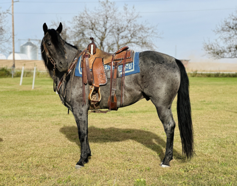 HorseID: 2283206 “PEPPYS BLUE HAZE” - PhotoID: 1058768