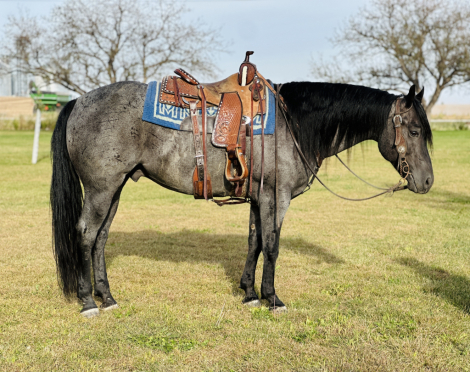 HorseID: 2283206 “PEPPYS BLUE HAZE” - PhotoID: 1058770