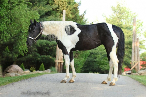 HorseID: 2283219 Breezin Tazzy Cat - PhotoID: 1058865