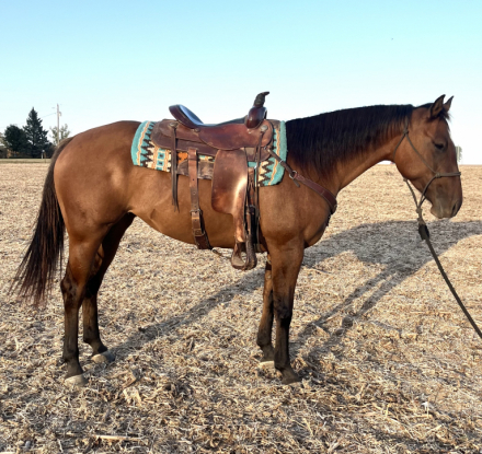 HorseID: 2283228 GS Sun Dazzlen - PhotoID: 1058889