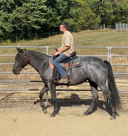 HorseID: 2283235 XXX River Hancock - PhotoID: 1058905