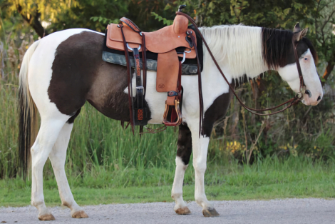 Prada, Grullo Gypsy Horse Cross Mare, Stunning 2021 Grulla Tobiano ...