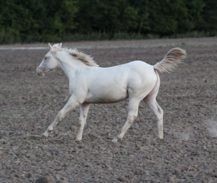 HorseID: 2283240 ALL DUN IN SILVER X SHINING C JAZ - PhotoID: 1058912