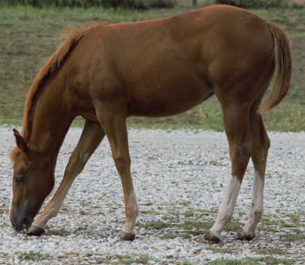 HorseID: 2283248 Big Guns and Whiskey - PhotoID: 1058921