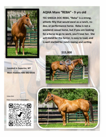 HorseID: 2283249 TEC SHEEZA DOC REBA - PhotoID: 1058922