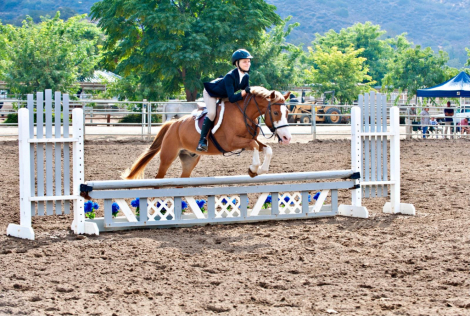 HorseID: 2283250 Kick and Go - PhotoID: 1058923