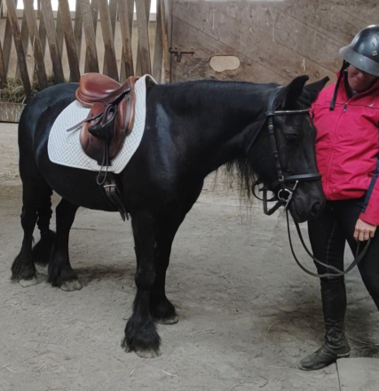 HorseID: 2283277 Hardenberg Kronprinz Olaf - PhotoID: 1058942