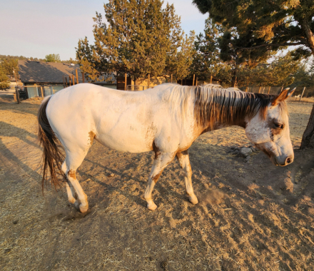 HorseID: 2283293 GSA PLATIMUM CANELO - PhotoID: 1058958