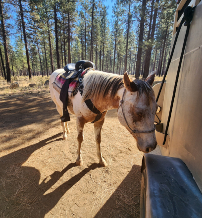 HorseID: 2283293 GSA PLATIMUM CANELO - PhotoID: 1058959