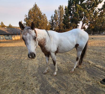 HorseID: 2283293 GSA PLATIMUM CANELO - PhotoID: 1058961