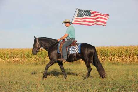 HorseID: 2283303 All Around Family Horse for Any Discipline - PhotoID: 1058976