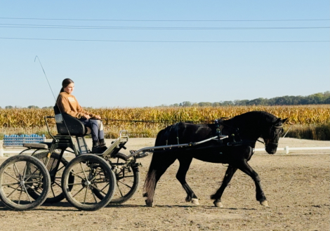 HorseID: 2283303 All Around Family Horse for Any Discipline - PhotoID: 1058978