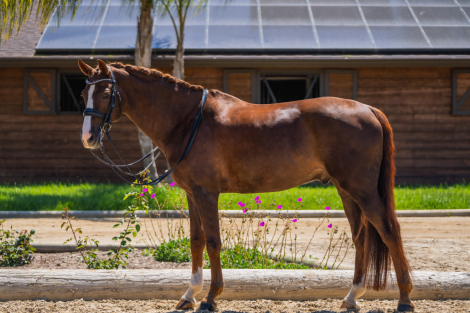 HorseID: 2283320 Seigneur Biolley - PhotoID: 1059001