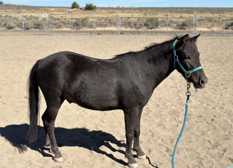 HorseID: 2283339 Grade 3 Year Old Shetland/Mini Gelding - PhotoID: 1059009