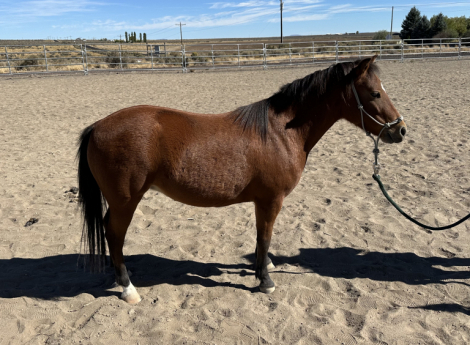 HorseID: 2283342 4 Year Old Grade Shetland/Mini Mare - PhotoID: 1059010