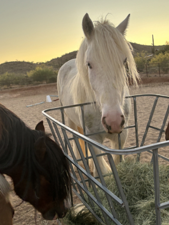 HorseID: 2283365 North Fork Tullamore Dew's Setzer - PhotoID: 1059035