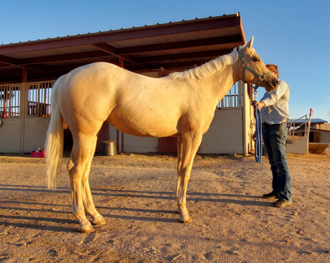 HorseID: 2283378 A Berry Cool Vision - PhotoID: 1059045