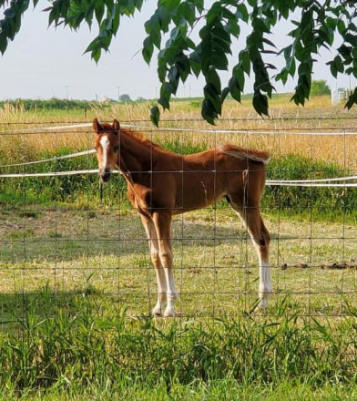 HorseID: 2283400 Sir Ellen Sprout - PhotoID: 1059061