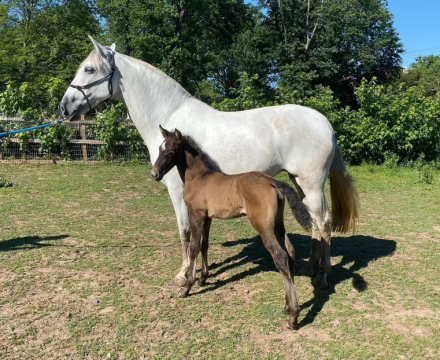 HorseID: 2283405 Garbosa DG - PhotoID: 1059066