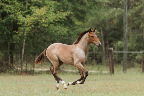 HorseID: 2283432 Ursa Maior Dragão - PhotoID: 1059096