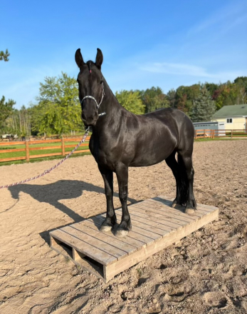 HorseID: 2283459 Irena van de Hiddemawei - PhotoID: 1059118