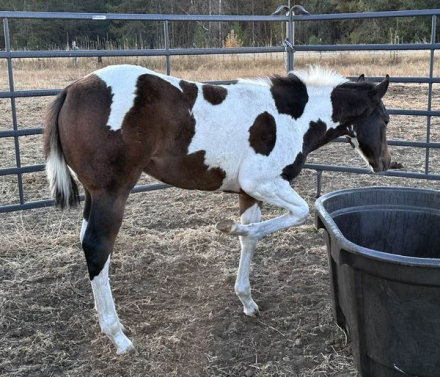 HorseID: 2283488 Gorgeous tobiano grandson of Zips Chocolate Chip - PhotoID: 1059162