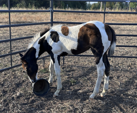 HorseID: 2283488 Gorgeous tobiano grandson of Zips Chocolate Chip - PhotoID: 1059163