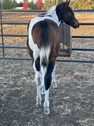 HorseID: 2283488 Gorgeous tobiano grandson of Zips Chocolate Chip - PhotoID: 1059164