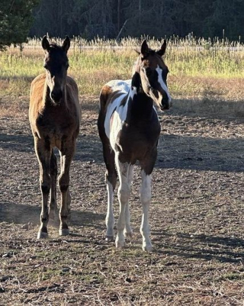 HorseID: 2283488 Gorgeous tobiano grandson of Zips Chocolate Chip - PhotoID: 1059429