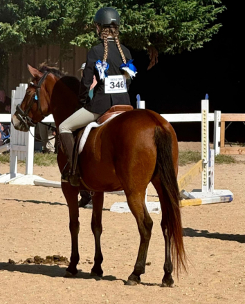 HorseID: 2283502 Super Cute Safe Pony  With The Best Jump - PhotoID: 1059181