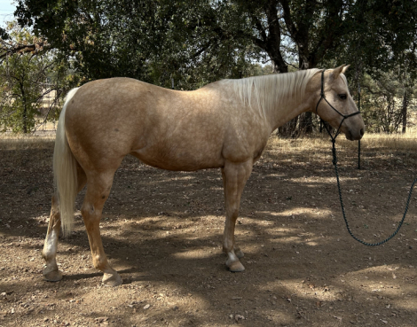 HorseID: 2283511 Opals Annie - PhotoID: 1059193