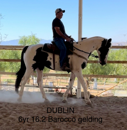 HorseID: 2283518 Dublin - PhotoID: 1059198