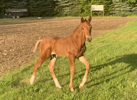 HorseID: 2283537 IN UTERO - PhotoID: 1059228