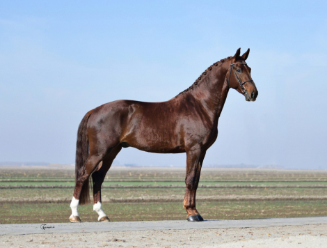 HorseID: 2283541 Pharaoh DG x Gaudi SSF - PhotoID: 1059237