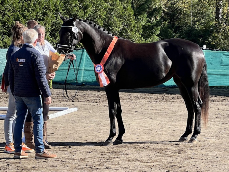 HorseID: 2283541 Pharaoh DG x Gaudi SSF - PhotoID: 1059240